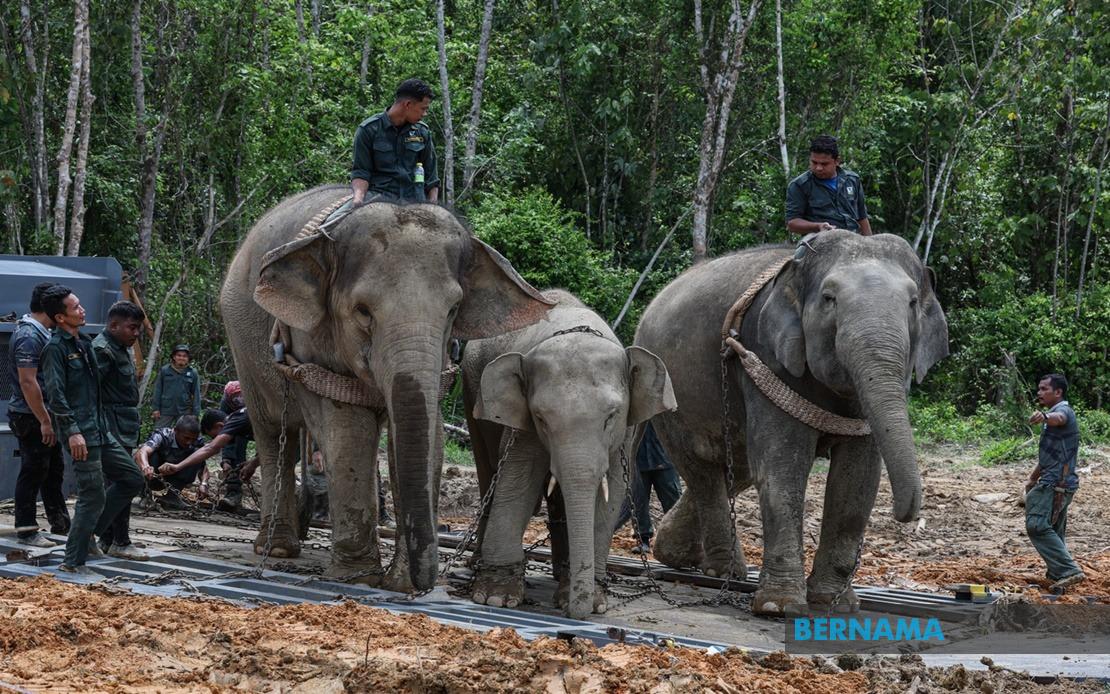 BERNAMA - PERHILITAN PINDAH GAJAH ROSAK TANAMAN PENDUDUK DI HULU BESUT