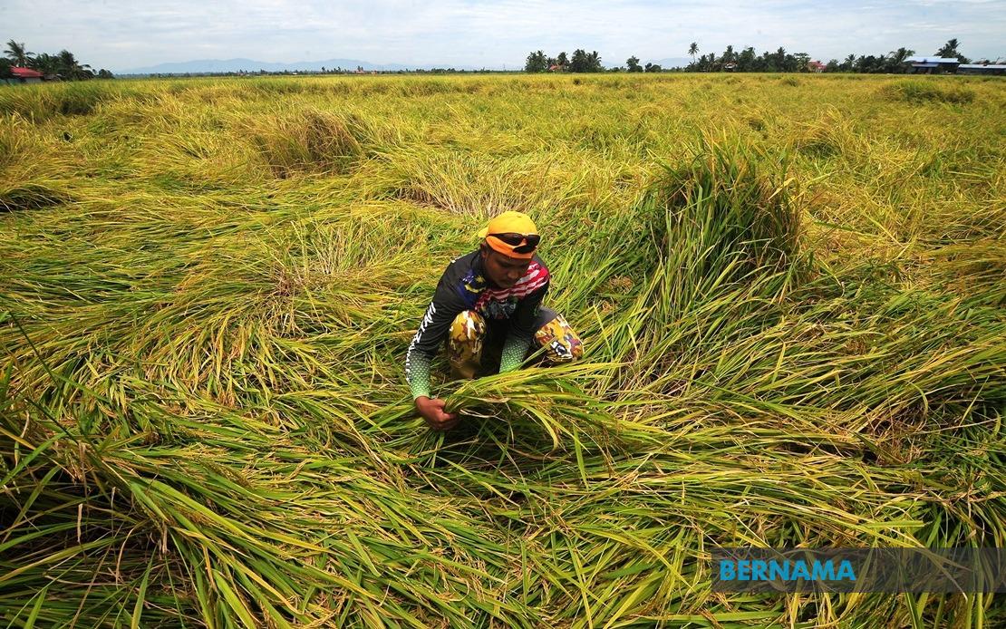 Bernama Perubahan Iklim Berpotensi Jejas Sekuriti Makanan Negara Pakar