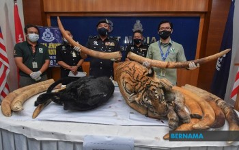 Bernama Polis Kelantan Rampas Bangkai Harimau Belang Harimau Kumbang 10 Gading Gajah