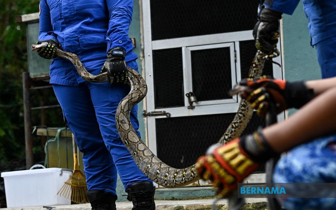 BERNAMA TERENGGANU APM CAUGHT OVER 7 000 SNAKES FROM JANUARY TO