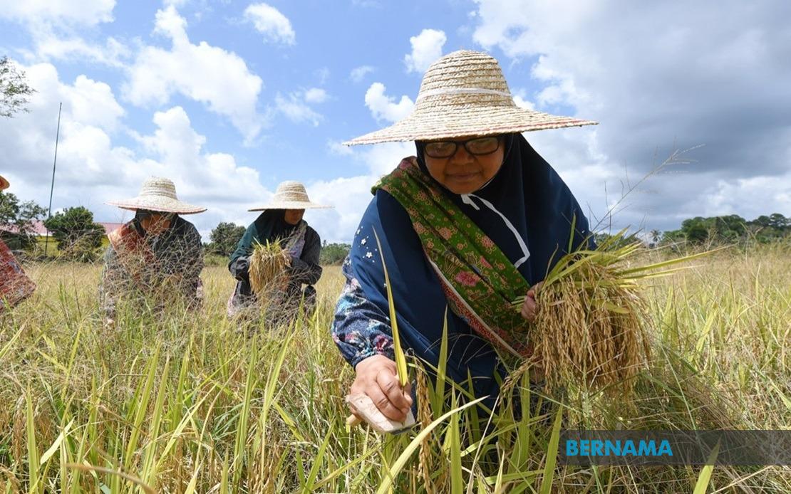 Bernama Peluang Merasai Pengalaman Mengetam Padi Di Terengganu