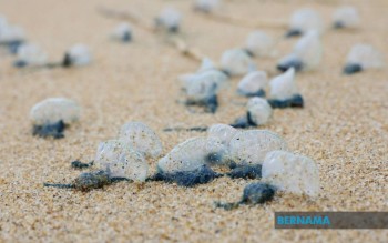 Peringatan: Ribuan Ubur-Ubur Beracun Muncul di Pantai Kuala Rompin