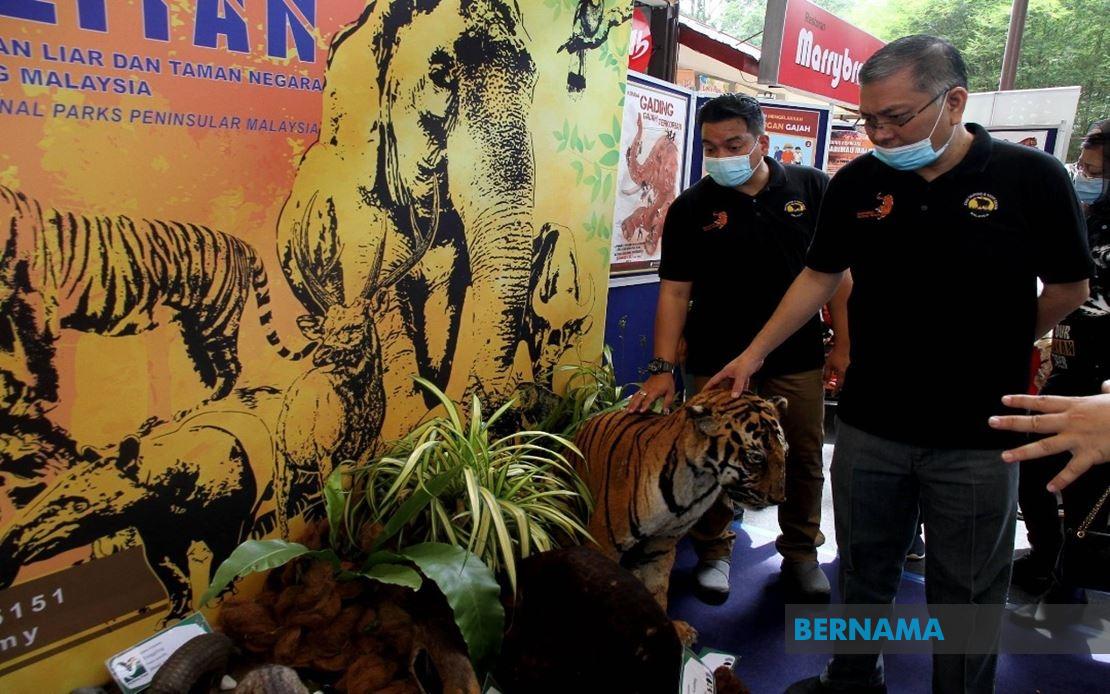 Bernama Puntum Teja Dan Bayu Nama Anak Harimau Di Zoo Taiping Night Safari