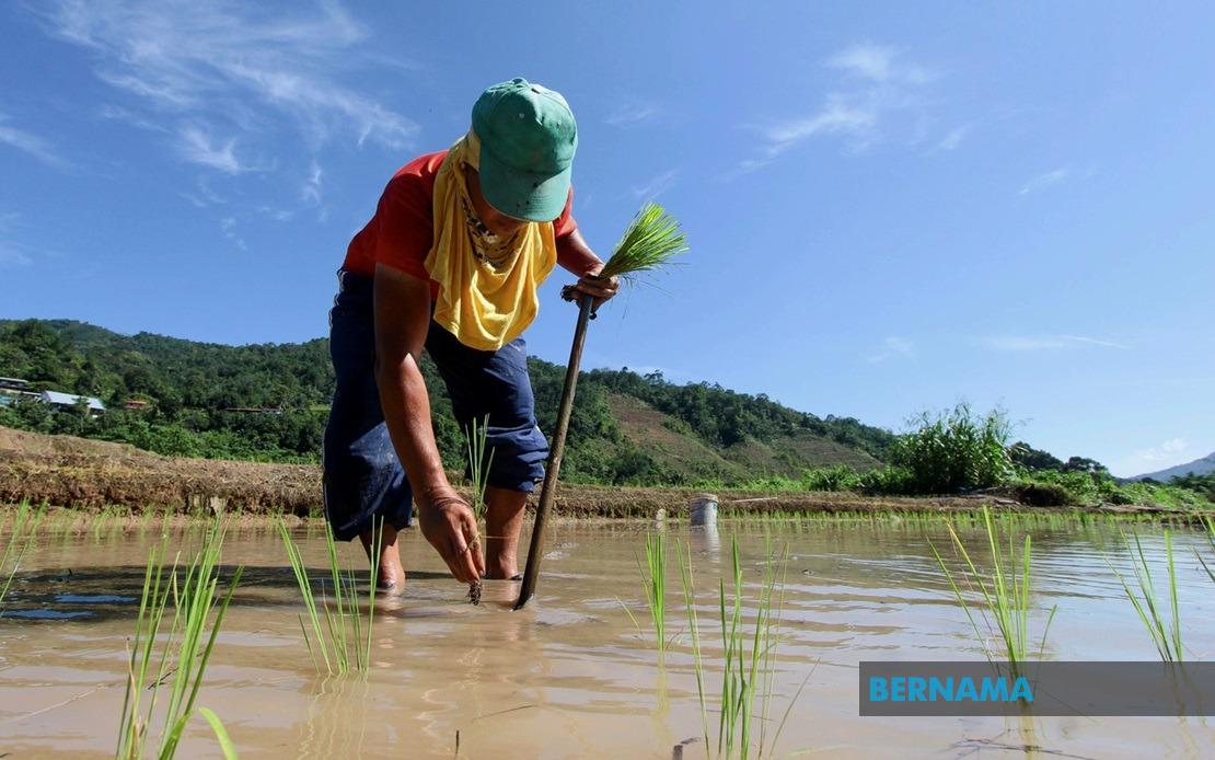 Bernama Agroprihatin Beri Manfaat Kepada Kira Kira 27 800 Petani Di Perak Sepanjang Pkp