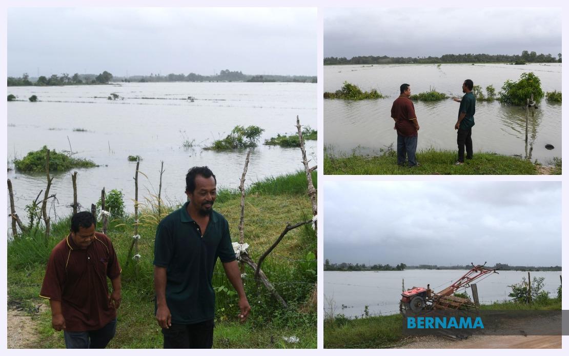 BERNAMA - BANJIR: BENIH PADI YANG DITABUR DI LEBIH 50 HEKTAR SAWAH ...