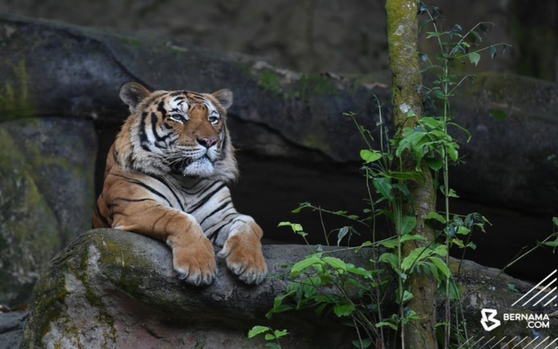 BERNAMA - Govt Going All Out To Prevent Extinction Of Malayan Tiger ...