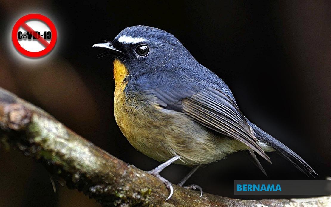 Bernama Aplikasi Mudah Alih Baru Mns Tingkatkan Kesedaran Pemeliharaan Hutan