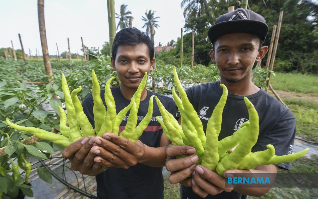 Tinta Minda BERNAMA - Pertanian dan Peluang Golongan Belia