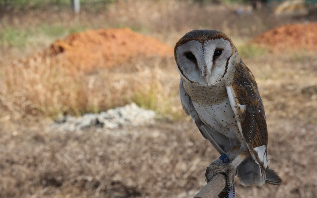 BERNAMA - USAIN: BARN OWLS EFFECTIVE BIOLOGICAL PEST CONTROL TO CURB RATS