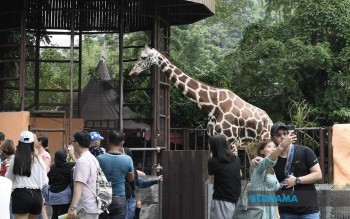 Pkp Tabung Kecemasan Zoo Negara Mampu Bertahan Tiga Bulan Sahaja Bernama